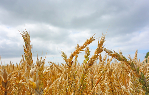 Avena Gasco Agrícola